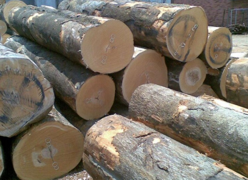 【進口案例】斯洛伐克櫸木青島港進口報關清關 【進口案例】斯洛伐克櫸木青島港進口報關清關