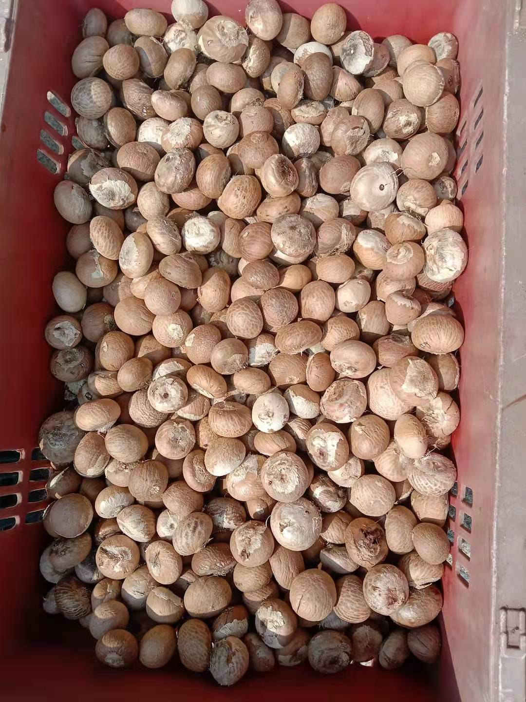 【進口案例】印度尼西亞檳榔果南海九江碼頭進口報關清關 【進口案例】印度尼西亞檳榔果南海九江碼頭進口報關清關