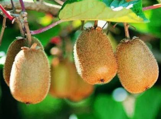 cef785dc27823f5c3f05c775252e6f5c.png 獼猴桃.png