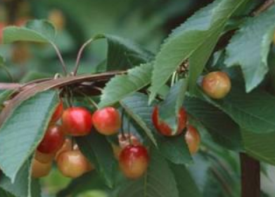 3389cd0be46ac7a8c28c75de318f8225.png 櫻桃樹.png