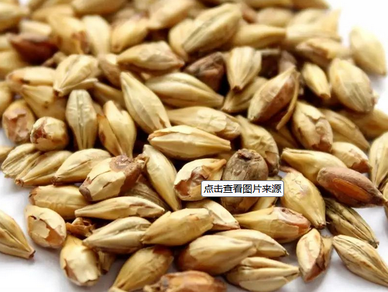 79b581734a239940d6ee8a5a6ab232af.png 麥芽.png