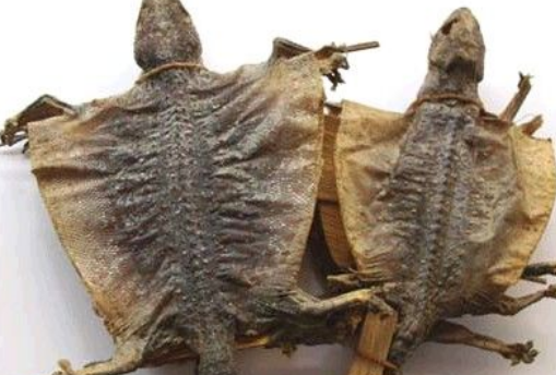 fa41e380d127a2c984cf1fb5556a5cd5.png 蛤蚧.png