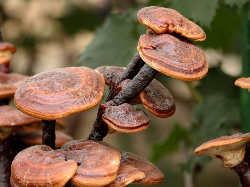 209de0da4f76bccf1d4279f477d1d02a.png 209de0da4f76bccf1d4279f477d1d02a.png