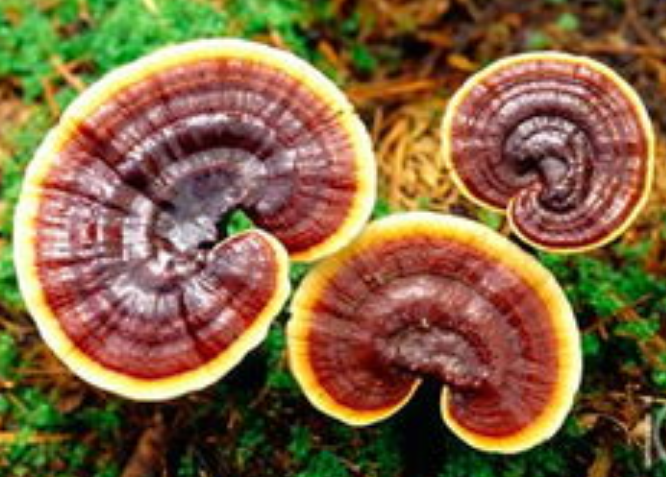 652918d2281cbbc776b0e4f7635e48bb.png 652918d2281cbbc776b0e4f7635e48bb.png