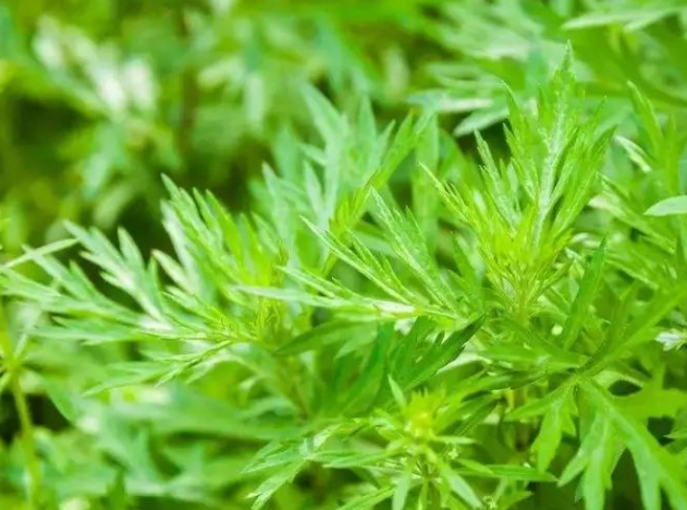 729bb06607652079a8c045700b9df477.png 青蒿.png