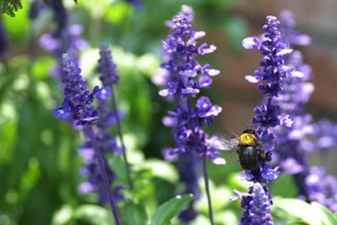 31401b5c615af24af8f0a1435d8afbb5.png 快樂鼠尾草精油.png