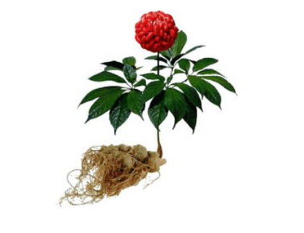 43c7fe66385bce2384ea65d40250cf93.png 43c7fe66385bce2384ea65d40250cf93.png