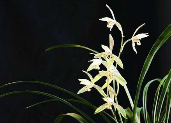 601c73009099a7da1a6e3ded16fcb671.png 蘭花.png