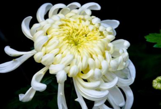 717634f97cb40a294d19e3d83b3c2234.png 菊花.png