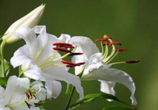 d66298d67bca757eff7e63a17b260cc4.png 百合花.png