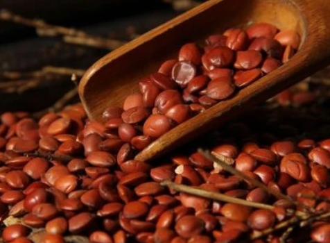 8d7c41b155ca66852a82b73054b1301a.png 酸棗仁.png