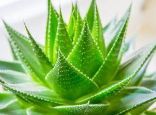 a460d00dfa6716a3384d5bfefe640e28.png 蘆薈.png