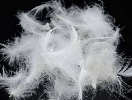 c9a1d2c0d919d1856fd7bae2d68fcd75.png 鴨毛.png