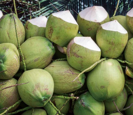 鮮椰子進口上海清關，碼頭辦單送貨