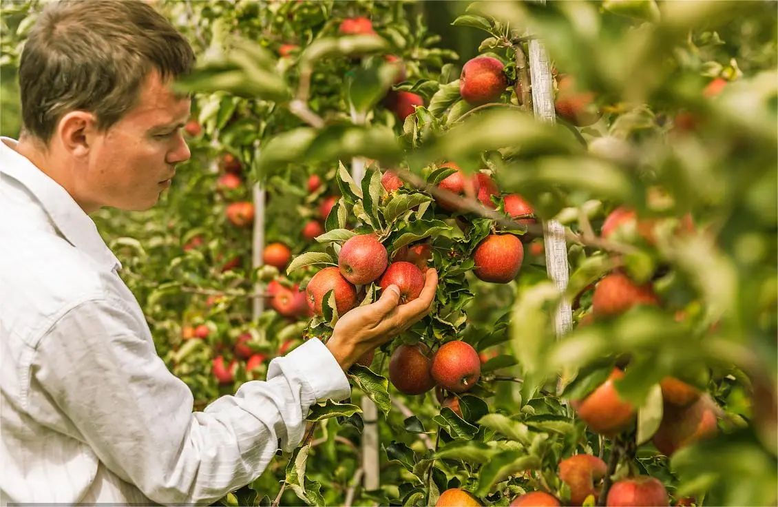 c1f48882fe65c37f65d765126440b8ca.jpg 德國蘋果.jpg