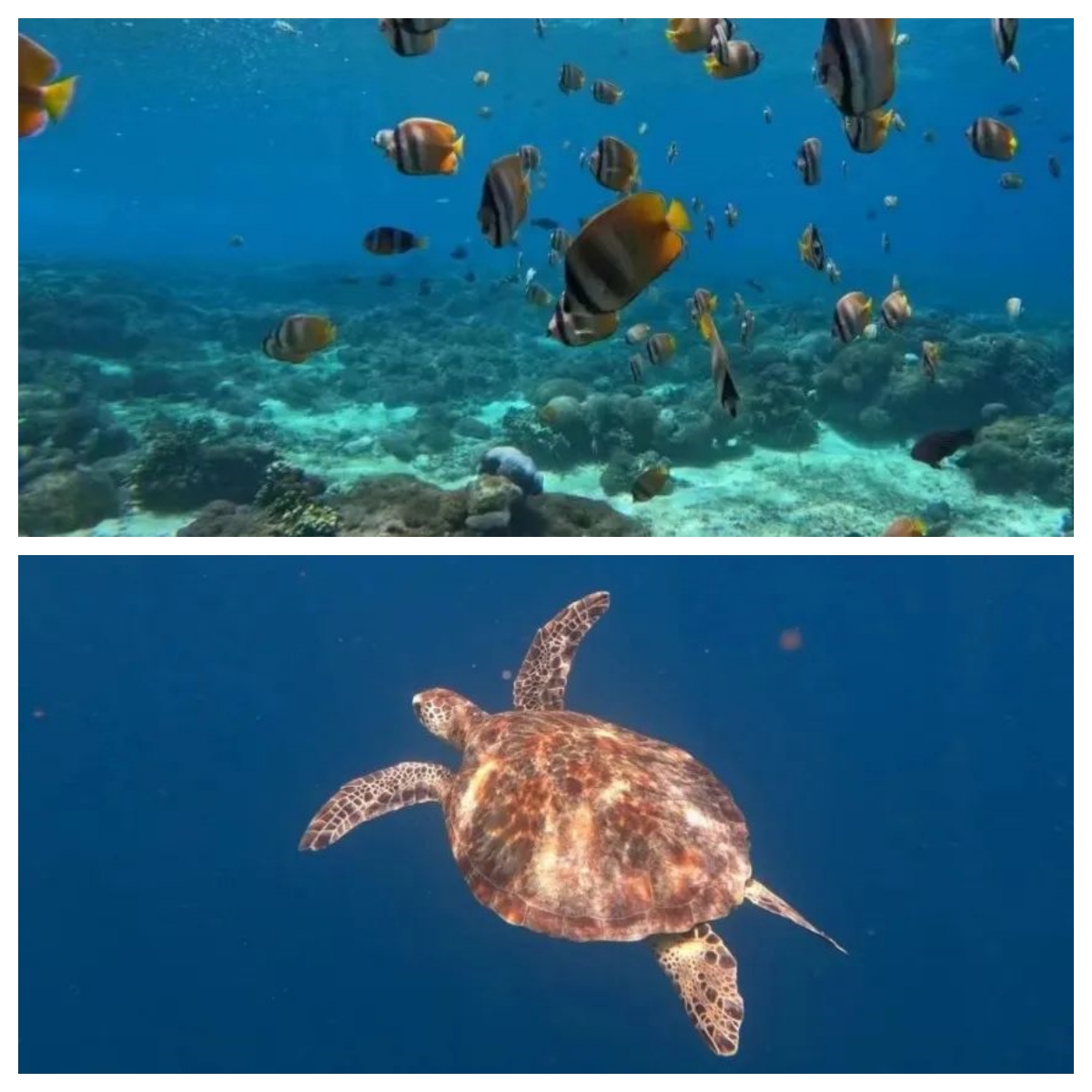 d9ee40deea095eaf3f0df2421c9314ff.jpg 圖1.jpg