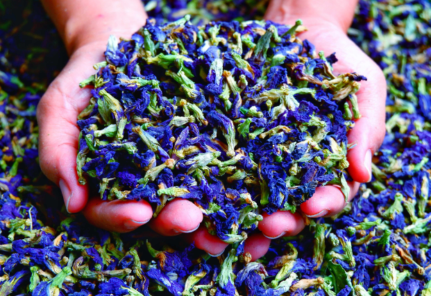 ef915f935a11e1a0b00c12213f1322de.jpg 蝶豆花.jpg