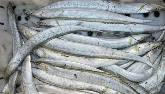 072bd9ff77ee2a649b590196b8cd19c2.jpg 沙帶魚.jpg