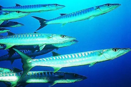 2ebc10b1b645c8c58e60477841f64a19.jpg 分叉帶魚.jpg