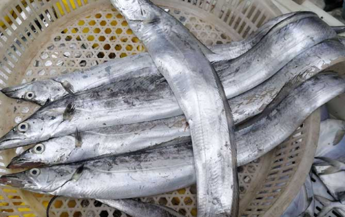 8450c0d0b3aa5c91d8a26259ef441647.jpg 深海帶魚.jpg