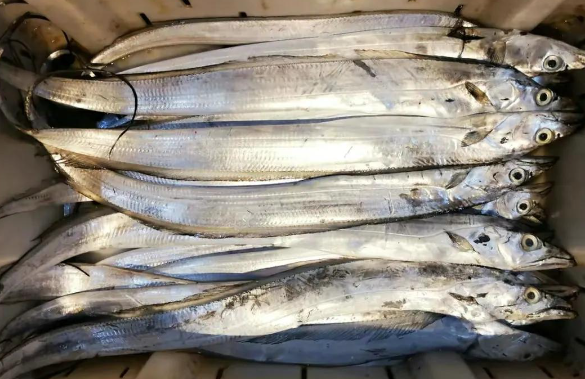 a0160c6b930e72817fdffbe06f930746.jpg 短帶魚.jpg