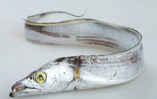 f15542df1e308cc74ed3d2deb3da63e8.jpg 白帶魚.jpg