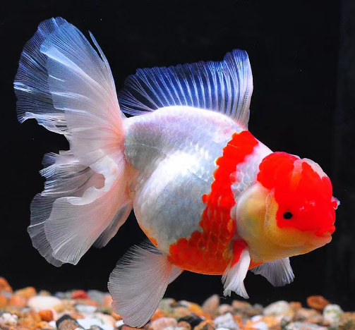 政策解讀 | 關于進口馬達加斯加海捕觀賞魚檢疫和衛生要求的公告 政策解讀 | 關于進口馬達加斯加海捕觀賞魚檢疫和衛生要求的公告