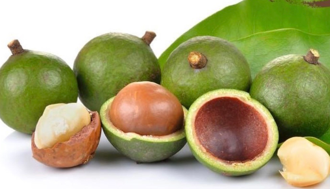 政策解讀 | 馬拉維夏威夷果輸華檢驗檢疫和衛生要求