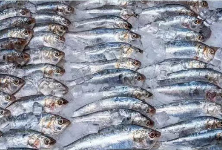 解讀 | 海關總署關于進口新西蘭野生水產品檢驗檢疫和衛生要求的公告