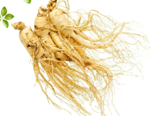 02ae38eb9360a840d1d49fbc31a5220e.png 人參.png