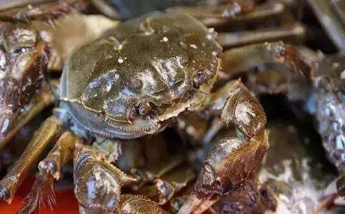 深圳進口海鮮報關公司