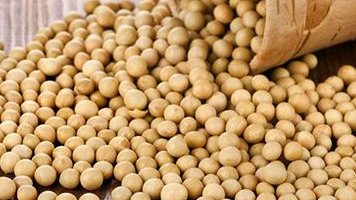 2017廣西防城港口岸進(jìn)口大豆首超500萬噸 2017廣西防城港口岸進(jìn)口大豆首超500萬噸