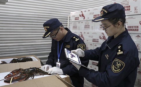 波士頓龍蝦進口