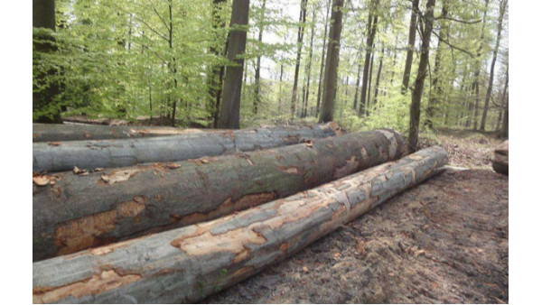 【案例分析】關(guān)于原木進(jìn)口，你知道多少？真實(shí)案例