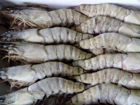 2冷凍海鮮佛山代理進口報關,冷凍海鮮進口報關,冷凍海鮮代理報關